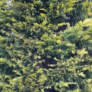 Kuş Besleyici - Tallow Suet Yağ Topları için - 6903422