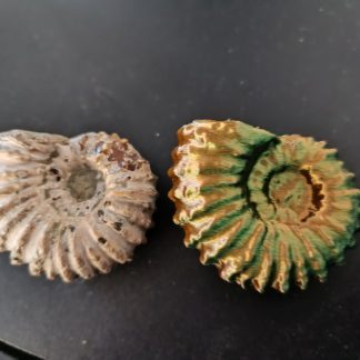 Dovevilleiceras taraması Gr.