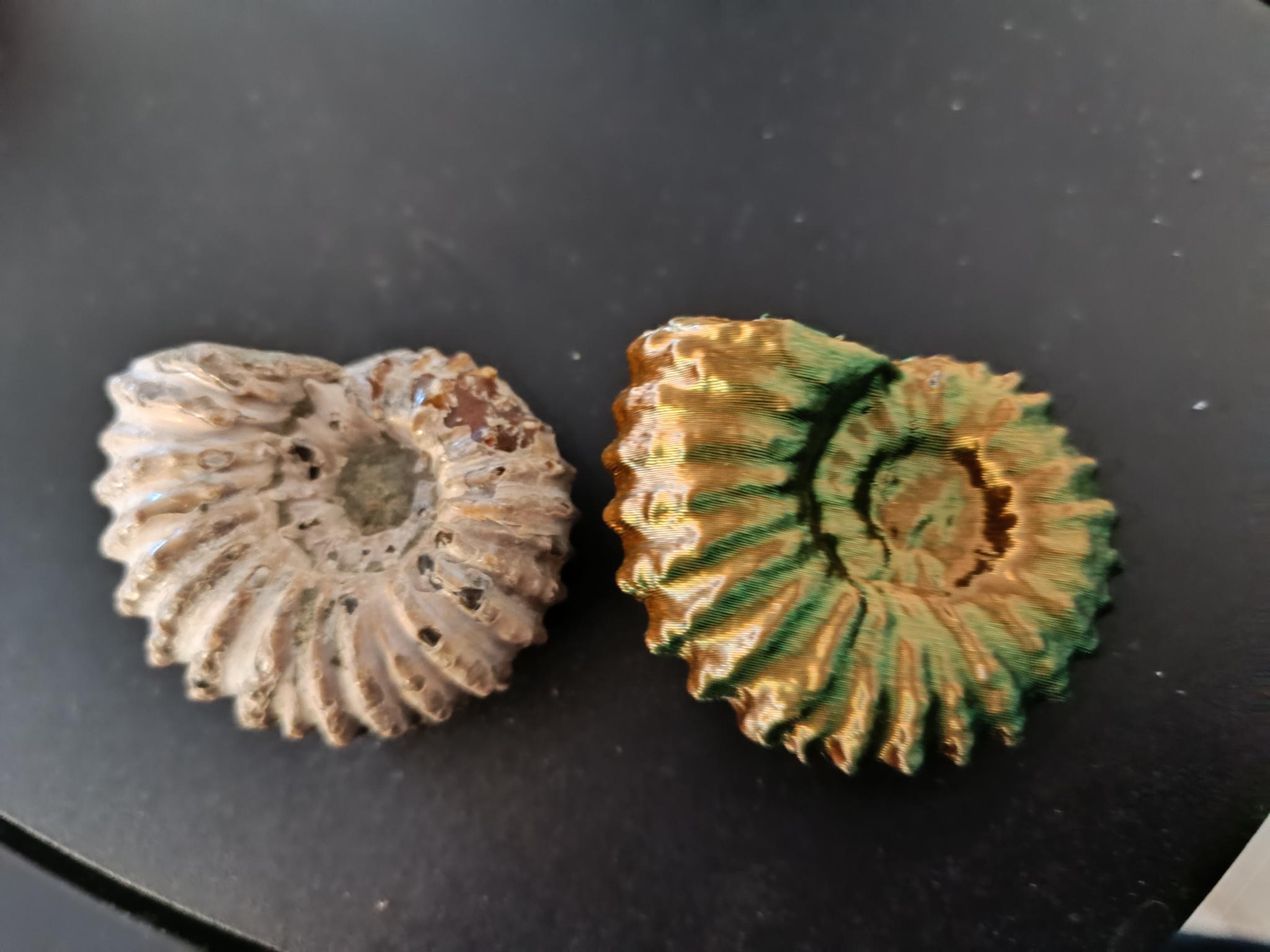 Dovevilleiceras taraması Gr.