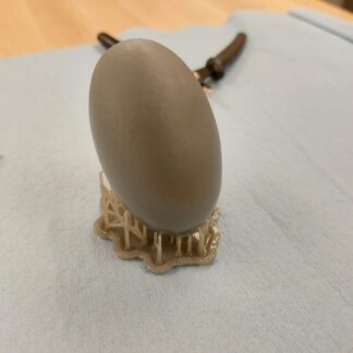 Gator Egg (3D tarama) - 6904433