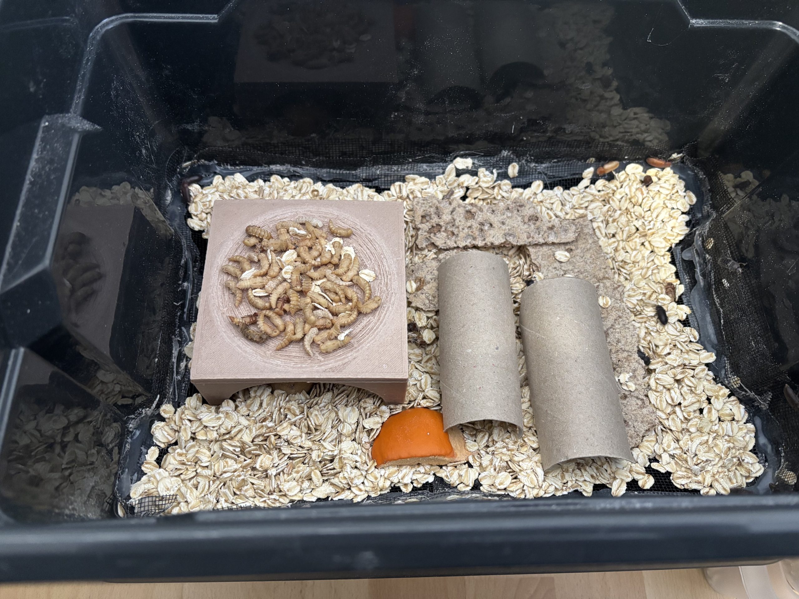 Yemek kurdu çiftliği pupa ana kampı - 6909690