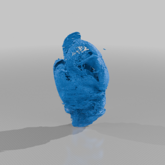 Casmara Falcatussica'nın Genişitleri İçi Jeong-6906733