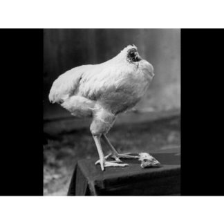 Başsız Tavuk Rick 7037265