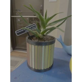 Çizgili Fıçı Ekici 7042216