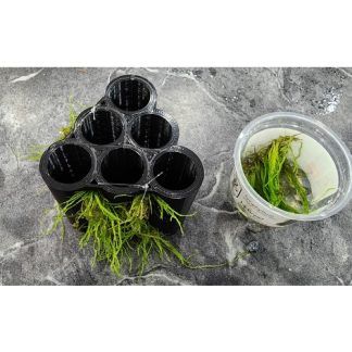 Karides Yetiştirme Mağaraları 7031879