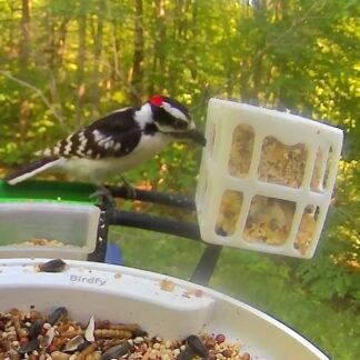 Birdfy Pro için Suet Cube Kuş Besleyici