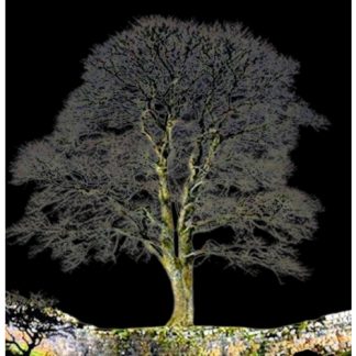 Ünlü Çınar Gap Ağacı 7034507