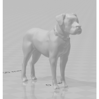 Yetişkin Dişi Amerikan Bulldog 6748870