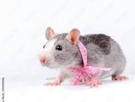 Mafsallı Küçük Sevimli Fare 6747070