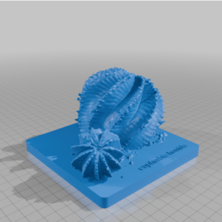 KaktüsEuphorbiaHorrida 6750231